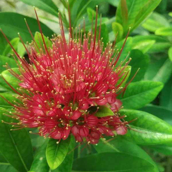 Xanthostemon_Chrysanthus_First_Love_Flower_Plant_Red