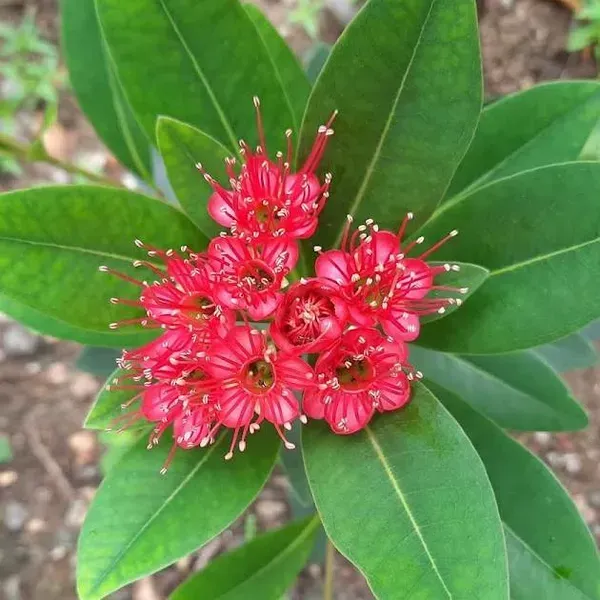 Xanthostemon_Chrysanthus_First_Love_Flower_Plant_Red