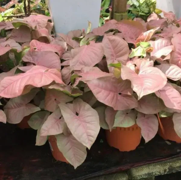 Syngonium_Plant_Pink_For_Home_Garden