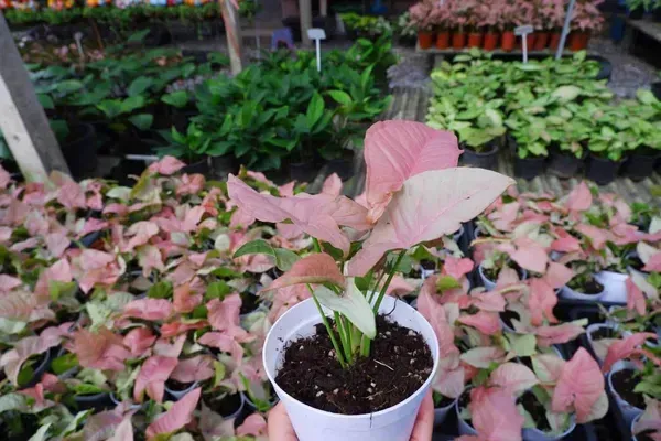 Syngonium_Plant_Pink_For_Home_Garden