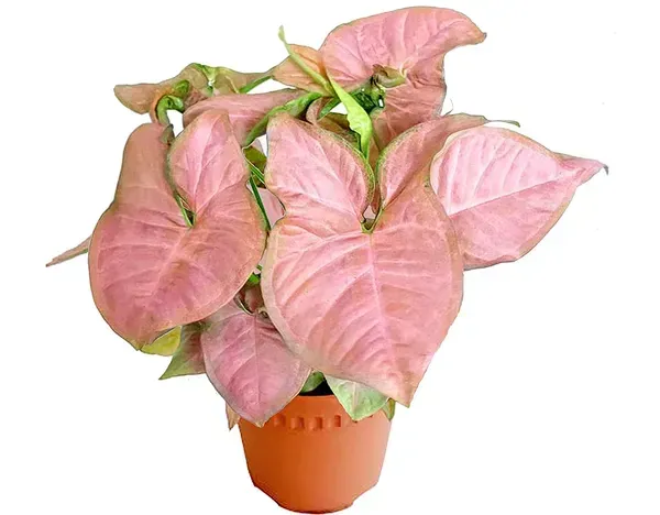 Syngonium_Plant_Pink_For_Home_Garden