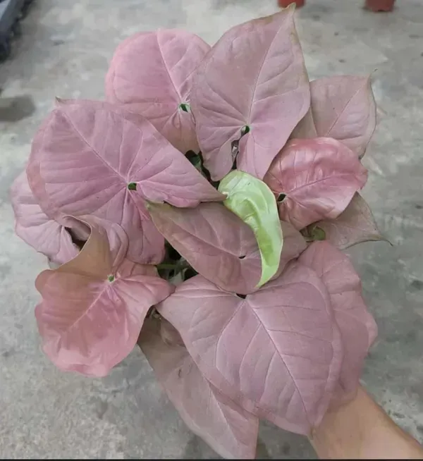 Syngonium_Plant_Pink_For_Home_Garden