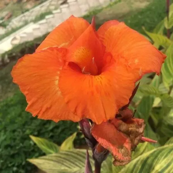 Canna_Indica_Flower_Plant_Orange