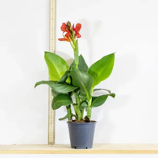 Canna_Indica_Flower_Plant_Orange