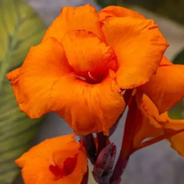 Canna_Indica_Flower_Plant_Orange