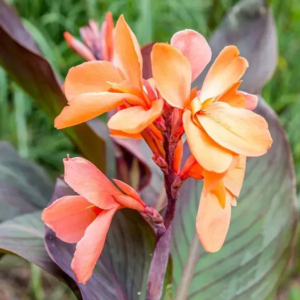Canna_Indica_Flower_Plant_Orange