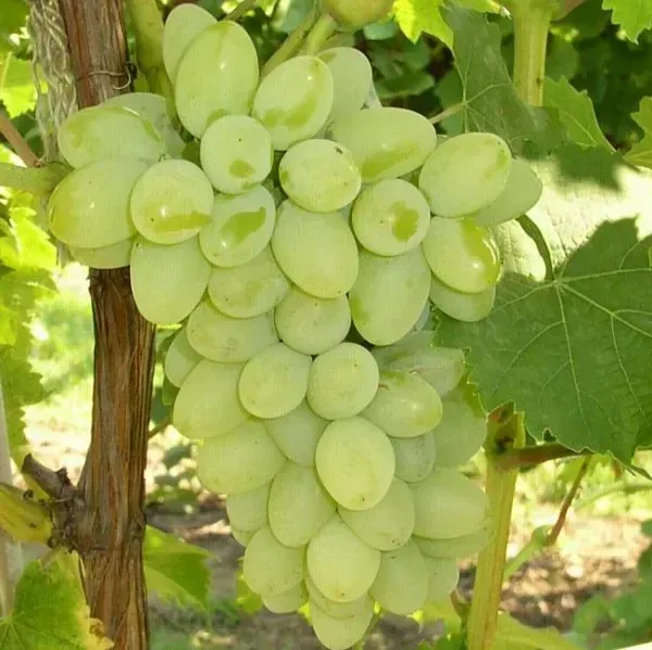 Thai_Variety_Seedless_Green_Grapes_Fruit_Plant