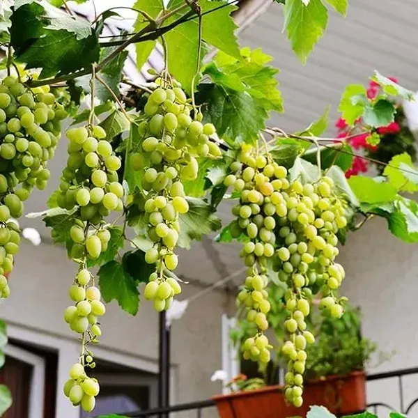 Thai_Variety_Seedless_Green_Grapes_Fruit_Plant