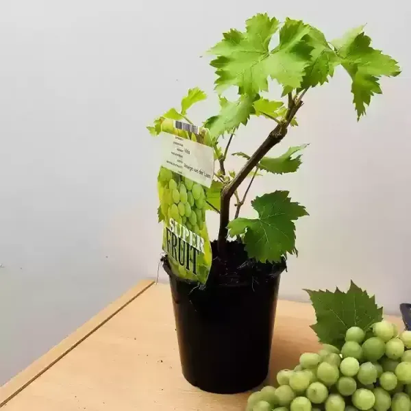 Thai_Variety_Seedless_Green_Grapes_Fruit_Plant