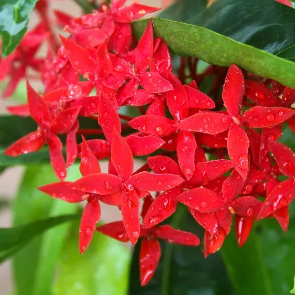 Ixora_Flower_Plant_Red_For_Home_Garden