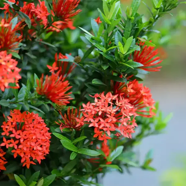 Ixora_Flower_Plant_Red_For_Home_Garden