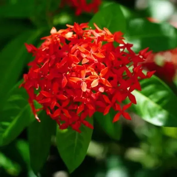 Ixora_Flower_Plant_Red_For_Home_Garden