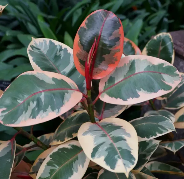 Variegated_Rubber_Plant_For_Home_Garden