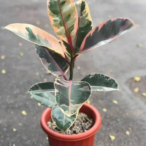 Variegated_Rubber_Plant_For_Home_Garden