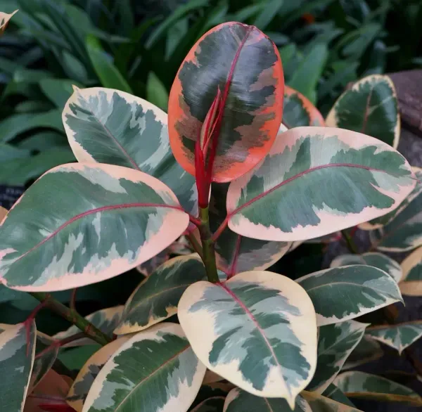 Variegated_Rubber_Plant_For_Home_Garden