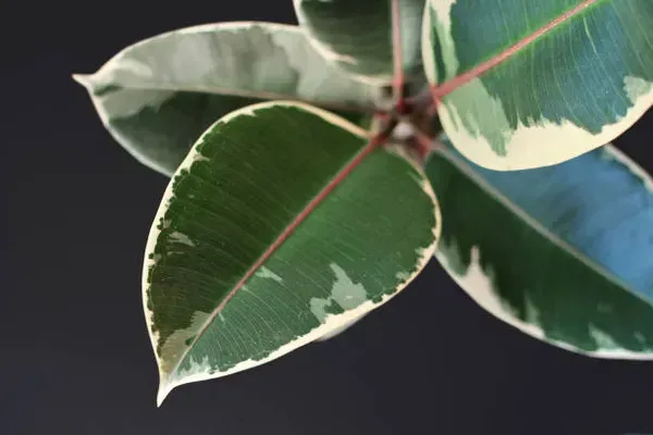 Variegated_Rubber_Plant_For_Home_Garden
