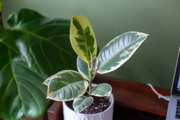 Variegated_Rubber_Plant_For_Home_Garden