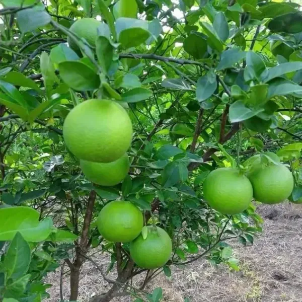 Siki_Sweet_Malta_Grafted_Hybrid_Lemon_Fruit_Plant