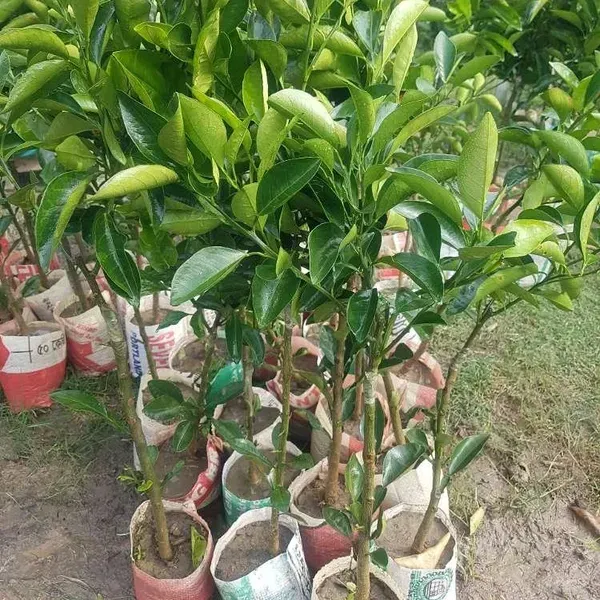 Siki_Sweet_Malta_Grafted_Hybrid_Lemon_Fruit_Plant