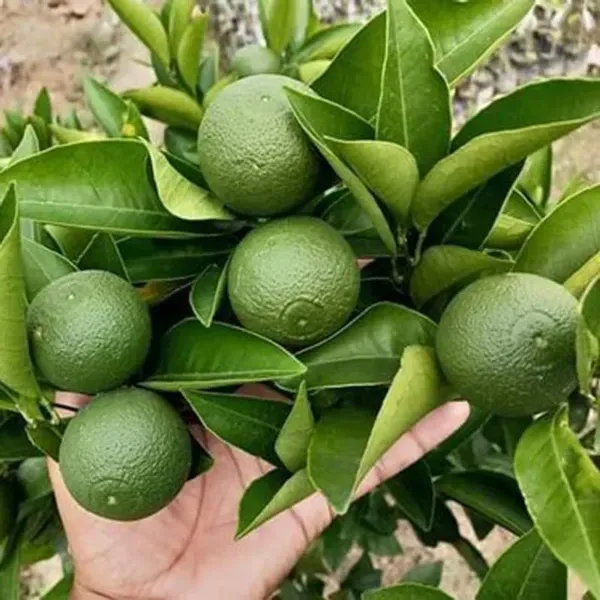 Siki_Sweet_Malta_Grafted_Hybrid_Lemon_Fruit_Plant