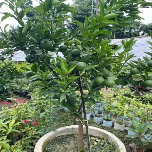 Siki_Sweet_Malta_Grafted_Hybrid_Lemon_Fruit_Plant