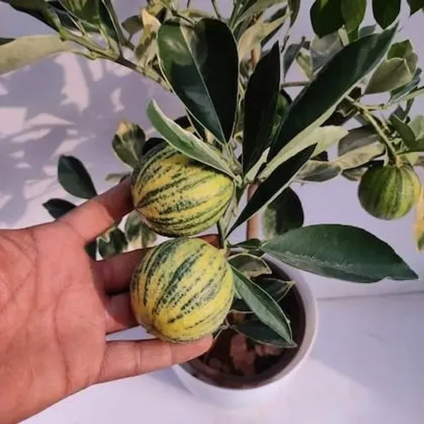 Sweet_Variegated_Malta_Lemon_Grafted_Fruit_Plant