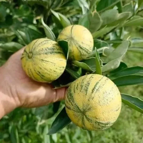 Sweet_Variegated_Malta_Lemon_Grafted_Fruit_Plant