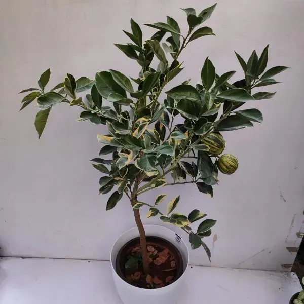 Sweet_Variegated_Malta_Lemon_Grafted_Fruit_Plant