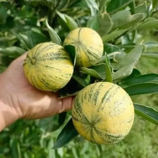 Sweet_Variegated_Malta_Lemon_Grafted_Fruit_Plant