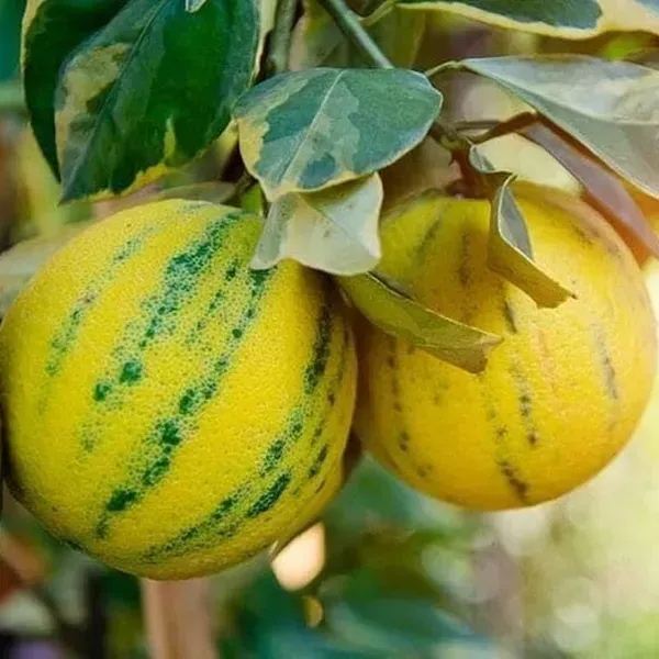 Sweet_Variegated_Malta_Lemon_Grafted_Fruit_Plant