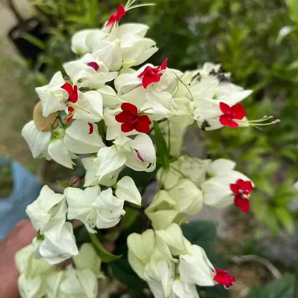 Bleeding_Heart_Vine_Flower_Plant_White_Red