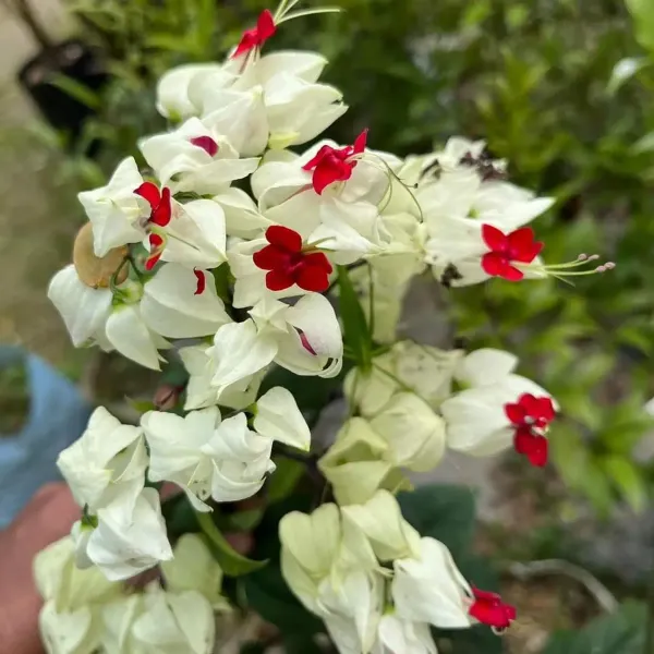 Bleeding_Heart_Vine_Flower_Plant_White_Red