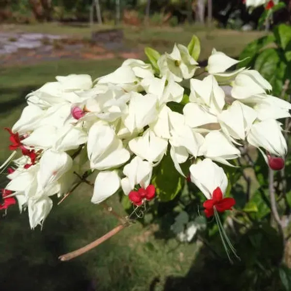 Bleeding_Heart_Vine_Flower_Plant_White_Red