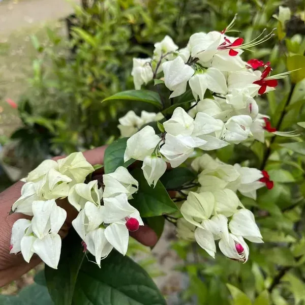 Bleeding_Heart_Vine_Flower_Plant_White_Red