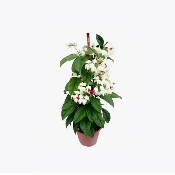 Bleeding_Heart_Vine_Flower_Plant_White_Red