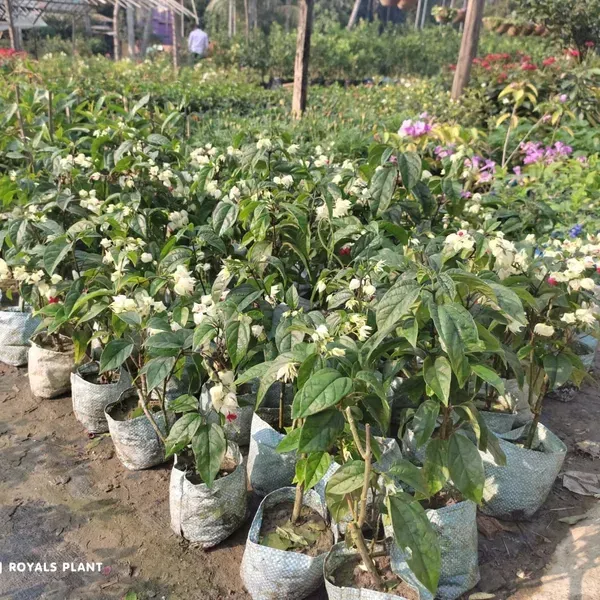 Bleeding_Heart_Vine_Flower_Plant_White_Red