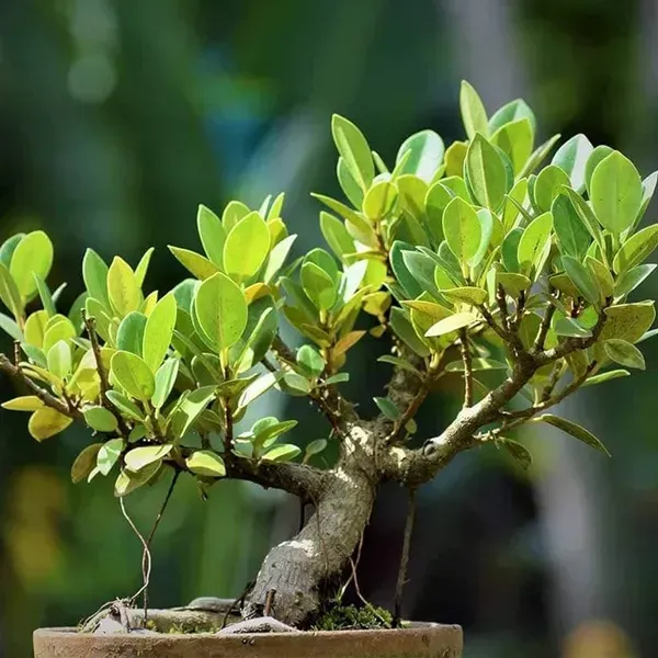 Bonsai_Plant_Grafted_Chinese_Banyan_Tree_China_Bot