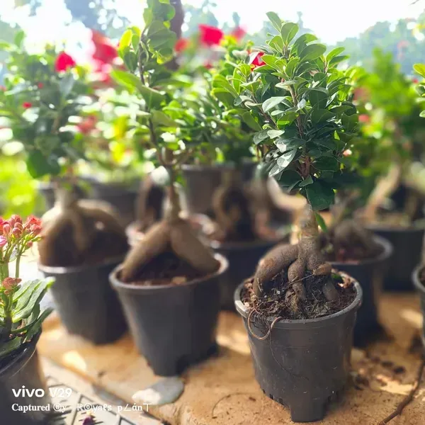 Bonsai_Plant_Grafted_Chinese_Banyan_Tree_China_Bot