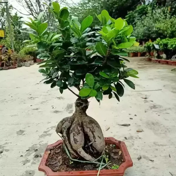 Bonsai_Plant_Grafted_Chinese_Banyan_Tree_China_Bot