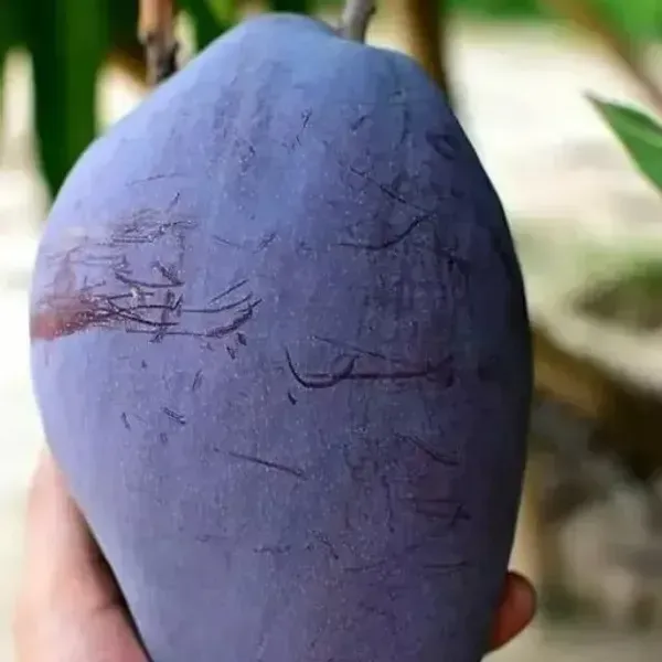Palmer_Mango_Grafted_Fruit_Plant