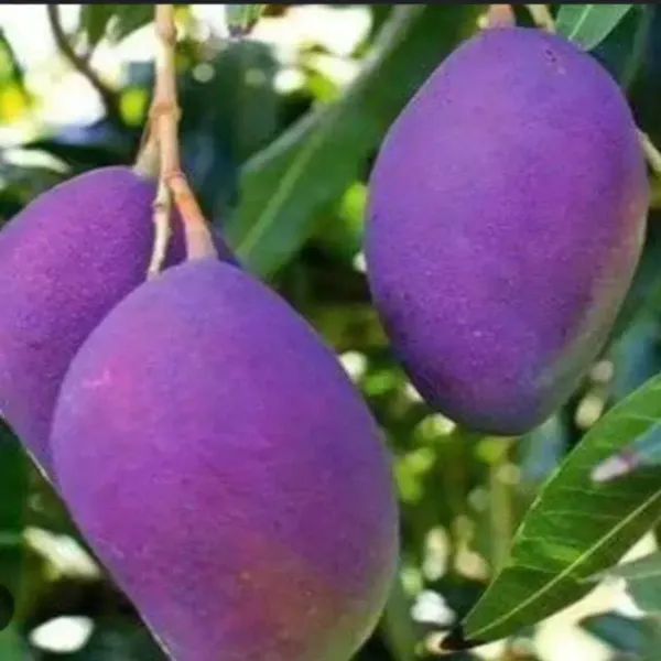 Palmer_Mango_Grafted_Fruit_Plant