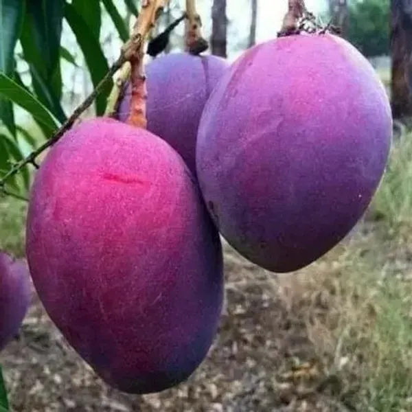 Palmer_Mango_Grafted_Fruit_Plant