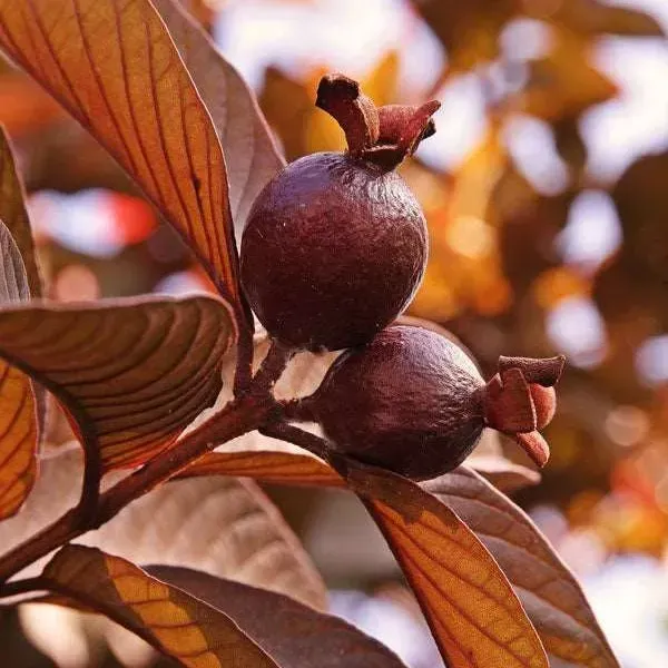Thai_Variety_Red_Guava_Grafted_Fruit_Plant