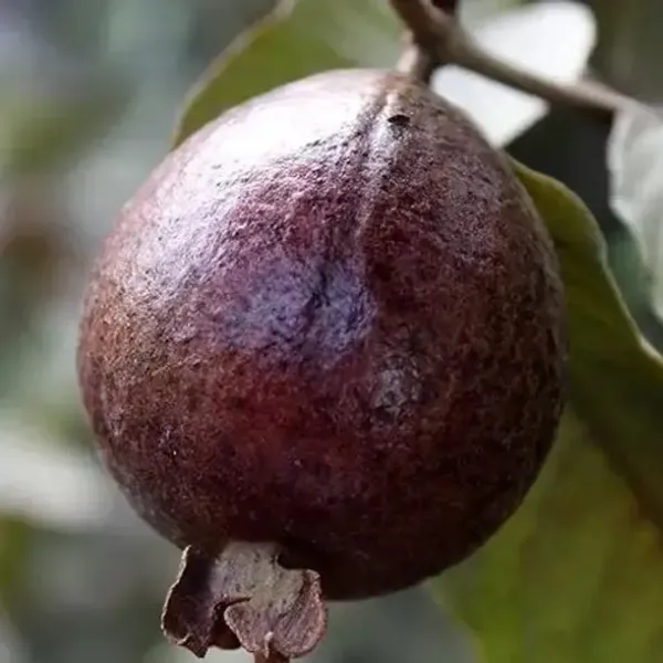 Thai_Variety_Red_Guava_Grafted_Fruit_Plant