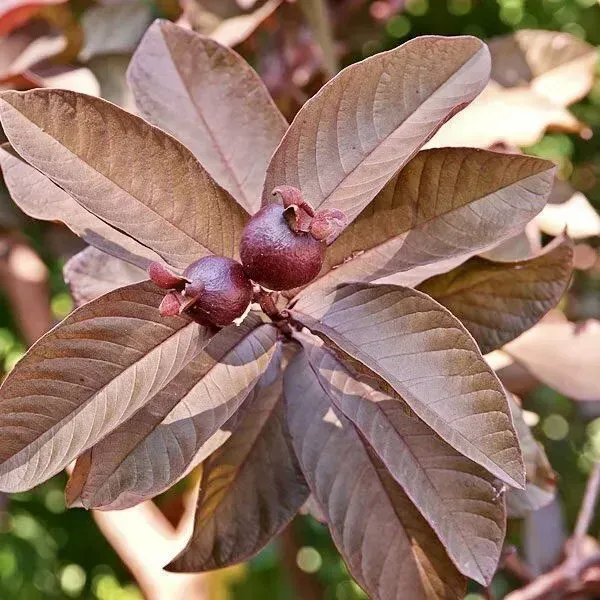 Thai_Variety_Red_Guava_Grafted_Fruit_Plant