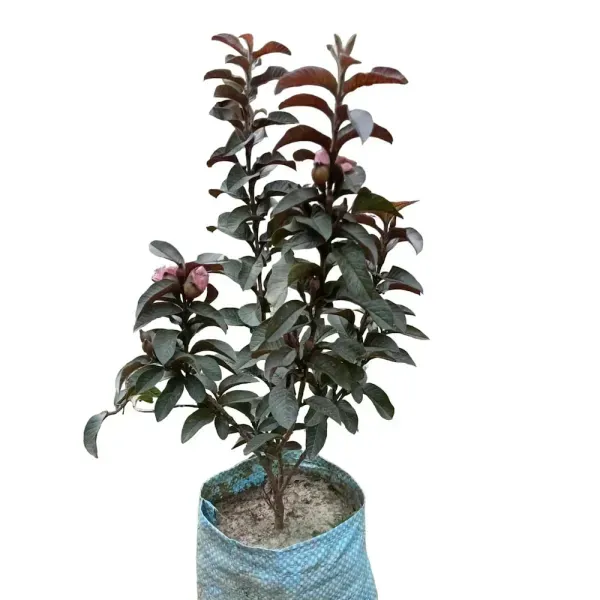 Thai_Variety_Red_Guava_Grafted_Fruit_Plant