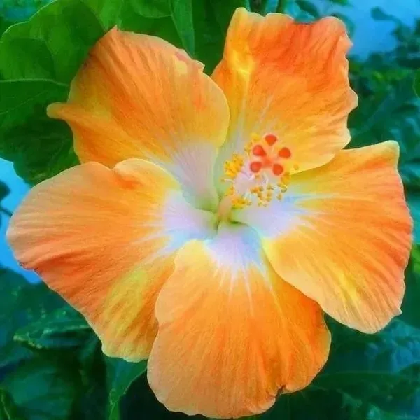 American_Variety_Grafted_Hibiscus_Flower_Plant