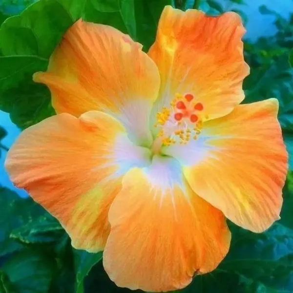 American_Variety_Grafted_Hibiscus_Flower_Plant