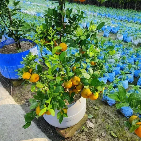 Pell_Sweet_Orange_Grafted_Lemon_Fruit_Plant
