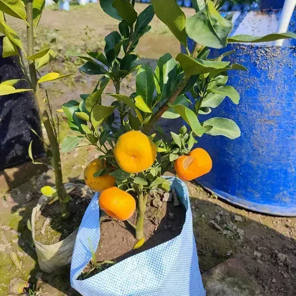 Pell_Sweet_Orange_Grafted_Lemon_Fruit_Plant